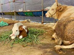 -蔡社牛肉城(龙湖店)