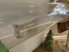 -COLOR PETS 撸猫馆·购猫·猫咖(长风大悦城店)