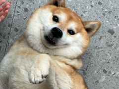 -是阿柴呀！柴犬咖啡·爱喵喵猫咖