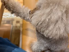 -爱宠屋pet shop·宠物洗澡·宠物美容