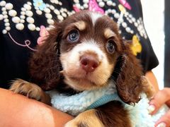 -萌宠之家·腊肠犬·马尔泰·小体犬舍