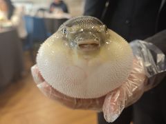 -肆月河豚·新淮扬(金融街店)