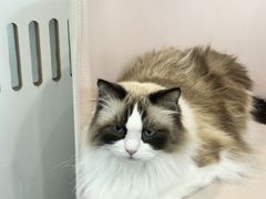 -青奢宠物·青奢猫舍