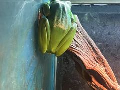 -上海大自然野生昆虫馆(东方明珠·爬宠昆虫探索中心)