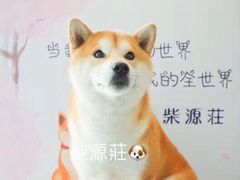 -柴源莊·柴小宠柴犬咖啡