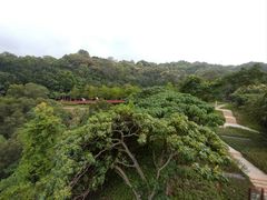-银湖山郊野公园-相思林