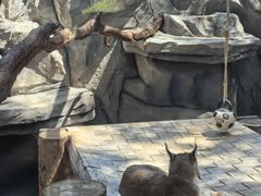 -青藏高原野生动物园