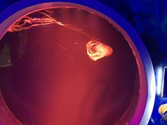 -芜湖新华联大白鲸海洋公园