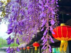 -合肥滨湖国家森林公园