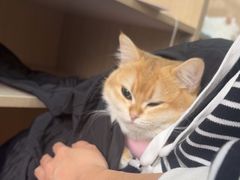 -北京观赏动物医院·24小时大型综合·猫专科·异宠专科