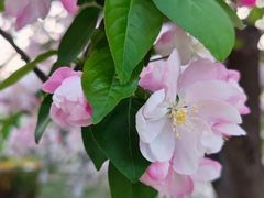-海棠花溪(元大都城垣遗址公园)