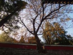 -香山公园