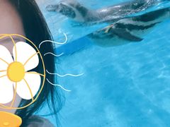 -帝企鹅自助餐厅•儿童岛•真企鹅(长隆企鹅酒店)