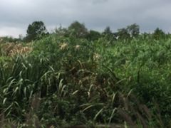 -白鹭湾湿地公园