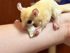 -楼上猫咖(罗湖店)