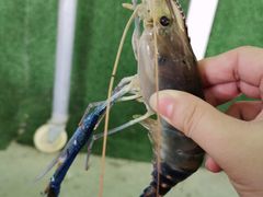 -会江钓鱼钓虾烧烤场