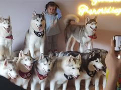 -Husky Go! 哈士奇体验馆·宠物咖啡厅狗咖