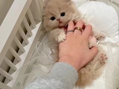 -欣宠猫屋·矮脚拿破仑·蓝金金渐层