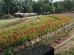 -松山湖梦幻百花洲