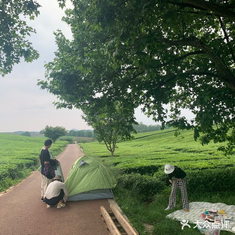 位于花溪的羊艾茶场，非常推荐大家伙去看看