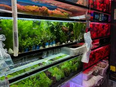 -双季花艺园艺市场(浦东店)