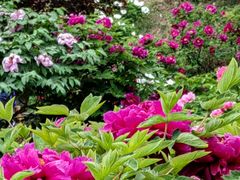 -国家植物园南园