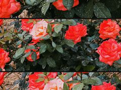 -北京张裕爱斐堡酒庄