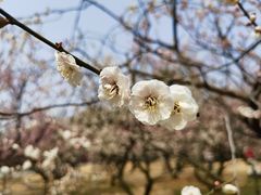 -梅花山(明孝陵内)