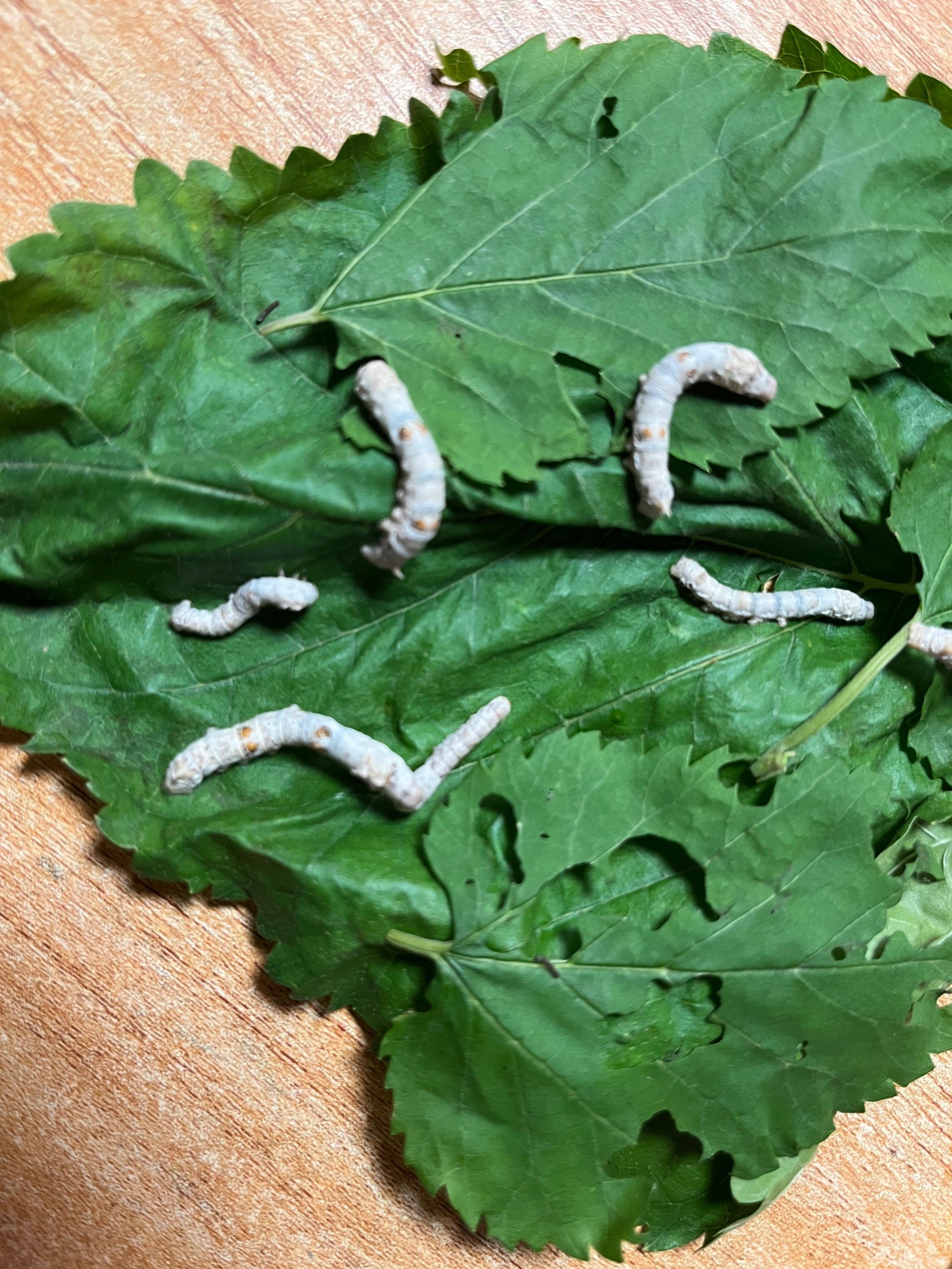 春蚕养起来 培养孩子的观察和动手能力 作