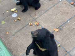 -西霞口神雕山野生动物世界