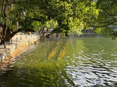 -荔湾湖公园