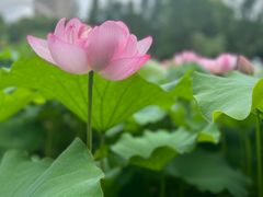 -陈家山荷花公园