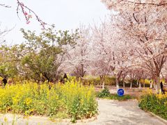 -古柏渡丰乐樱花园