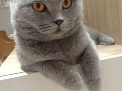 -藏猫猫咖啡主题馆(中央大道店)