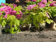 -杏花村水席楼·洛阳水席(老城十字街店)