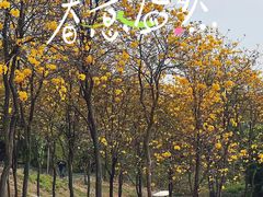 -天适樱花悠乐园