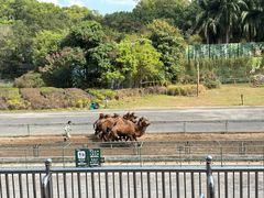 -深圳野生动物园