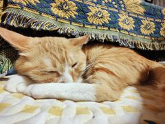 -平行世界·猫咖(首经贸店)