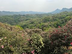 -贵州百里杜鹃风景名胜区