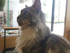 -瞄一喵猫咖(格力海岸店)