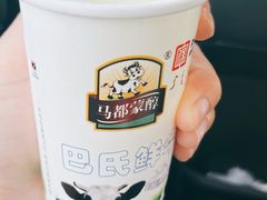 -蒙醇鲜酿酸奶