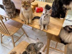 -楼上猫咖(罗湖店)