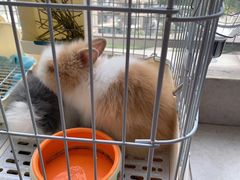 -猫猫幼稚园·撸猫·桌游·电玩