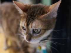 -猫色咖啡·猫咖