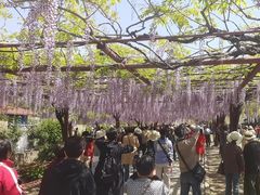 -嘉定紫藤园