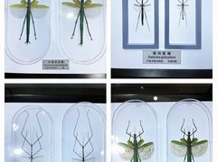 -上海昆虫博物馆