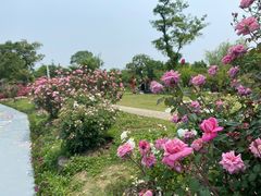 -鹅湖玫瑰文化园