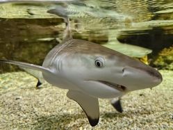 -Zoolung Zoolung动物主题公园(海信广场店)