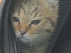 -博特宠物医院24h犬猫全科.骨科·异宠