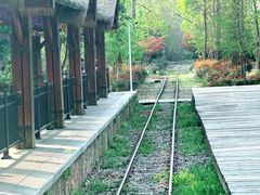 -合肥滨湖国家森林公园